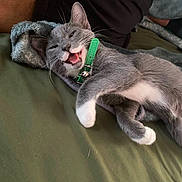 Winston joined the competition — help win amazing prizes! animal, bell, blanket, cat, closeup, cute, domestic_cat, fur, green_collar, grey_cat, happy_expression, indoor, lying_down, mammal, person, pet, relaxed, sleepy, whiskers, white_paws