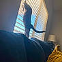 Winston is registered to the contest to win money with this photo: blue_couch, cat, couch, cozy, curious, daylight, domestic_animal, furniture, home_interior, indoor, lamp, living_room, pet, playful, shadow, stretching, sunlight, window, window_blinds, yellow_pillow