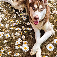 Klaus joined the competition — help win amazing prizes! dog, husky, flower_field, daisies, nature, outdoor, animal, pet, grass, white_flowers, brown_and_white_fur, heterochromia, paw, lying_down, summer, sunlight, canine, cute, happy, relaxed