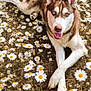 dog, husky, flower_field, daisies, nature, outdoor, animal, pet, grass, white_flowers, brown_and_white_fur, heterochromia, paw, lying_down, summer, sunlight, canine, cute, happy, relaxed