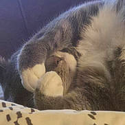 Dutches is registered to the contest to win money with this photo: animal, blanket, cat, close_up, cozy, cute, domestic_animal, fluffy, fur, indoor, nap, paws, pet, relaxed, resting, sleep, sleeping, soft, tabby, whiskers