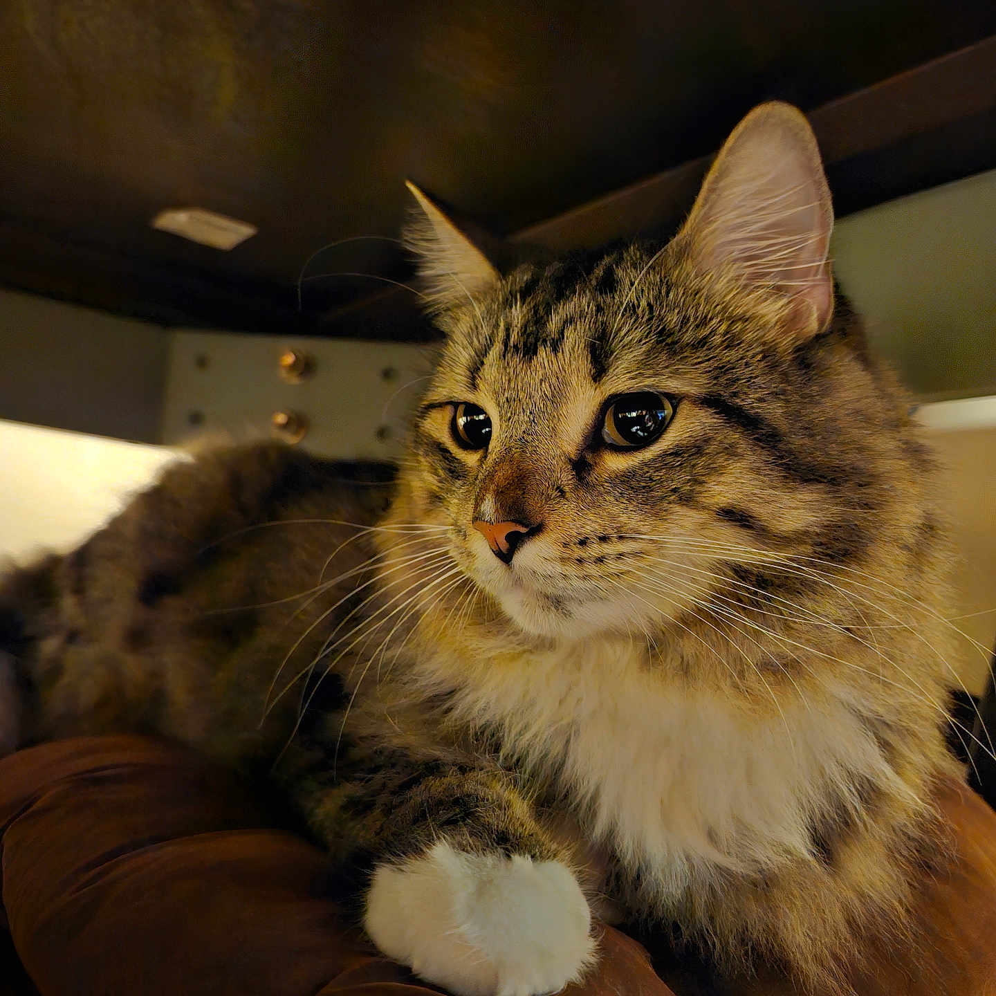 Kobain is registered to the contest to win money with this photo: abyssinian, animal, architecture, armchair, brasssection, building, cat, chair, couch, furniture, hardwood, horn, indoors, kitten, livingroom, manx, musicalinstrument, pet, room, wood