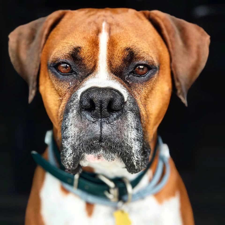 Graham joined the competition — help win amazing prizes! ancient_dog_breeds, boerboel, boxer, bulldog, canidae, carnivore, companion_dog, dog, dog_breed, fawn, mammal, molosser, old_english_bulldog, olde_english_bulldogge, rare_breed_dog, snout, sporting_group, valley_bulldog, vertebrate, whiskers