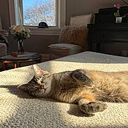 Bell is registered to the contest to win money with this photo: cat, sleeping, bed, sunlight, indoor, cozy, pillow, window, flowers, vase, chair, blanket, fur, nap, living_room, soft_texture, television, plant, table, shadow