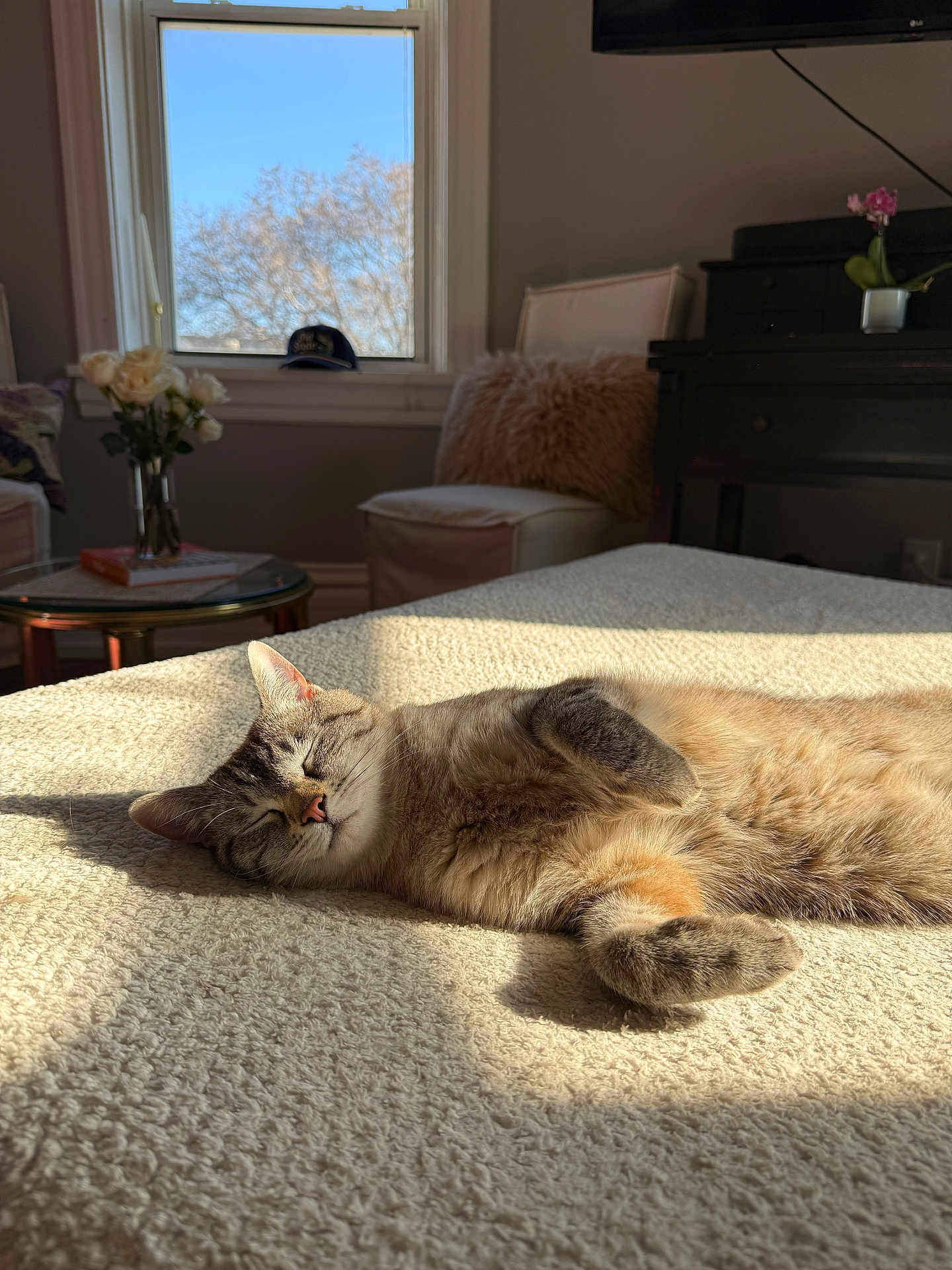 Bell is registered to the contest to win money with this photo: cat, sleeping, bed, sunlight, indoor, cozy, pillow, window, flowers, vase, chair, blanket, fur, nap, living_room, soft_texture, television, plant, table, shadow