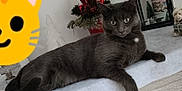 Smookie participe au concours pour gagner de l'argent avec cette photo : animal, cabinet, cat, christmas, curtains, cute, decorations, feline, grey_cat, holiday, indoor, lantern, mirror, pet, plant, product_packaging, relaxing, staring, window, wooden_furniture