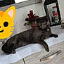 animal, cabinet, cat, christmas, curtains, cute, decorations, feline, grey_cat, holiday, indoor, lantern, mirror, pet, plant, product_packaging, relaxing, staring, window, wooden_furniture