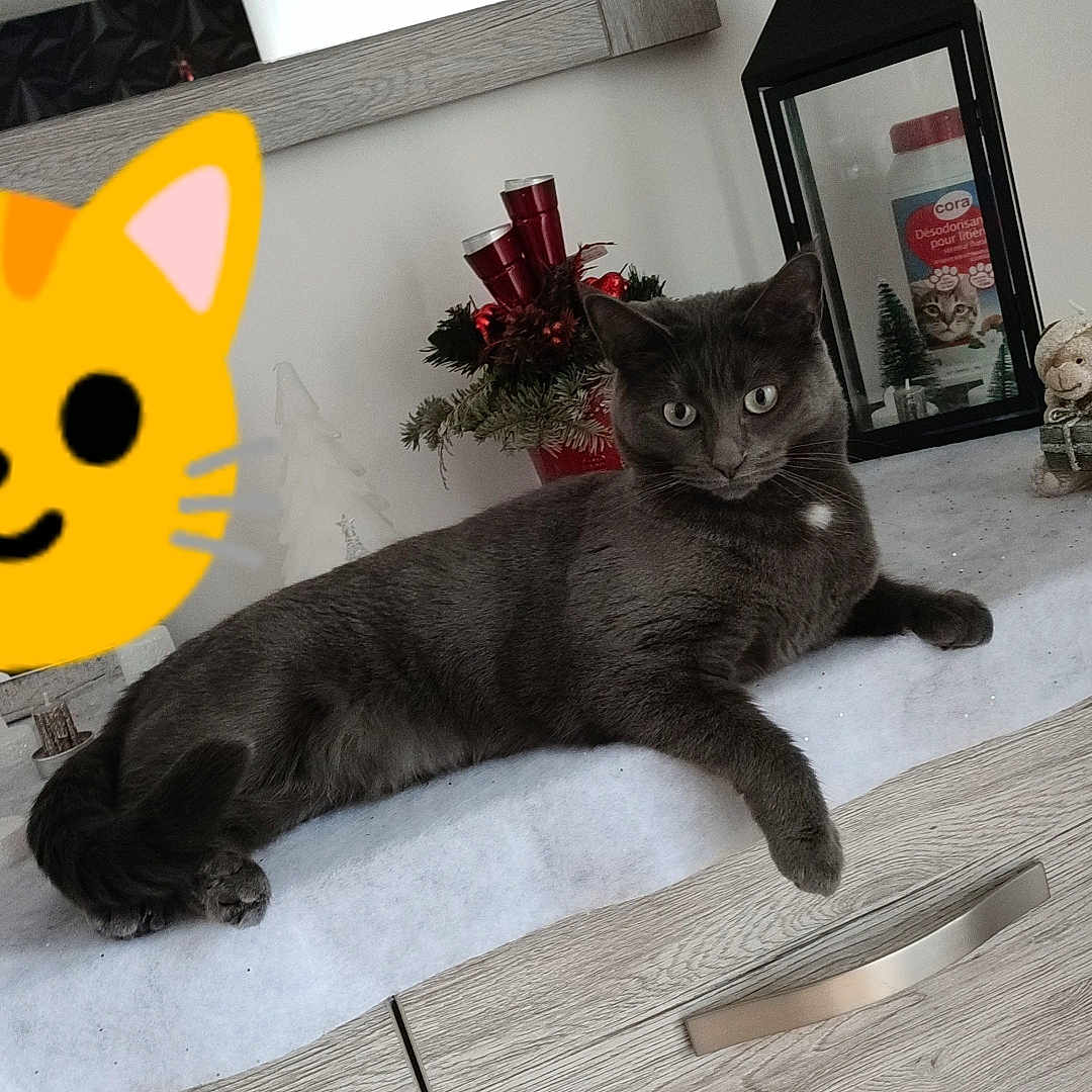 Smookie participe au concours pour gagner de l'argent avec cette photo : animal, cabinet, cat, christmas, curtains, cute, decorations, feline, grey_cat, holiday, indoor, lantern, mirror, pet, plant, product_packaging, relaxing, staring, window, wooden_furniture