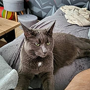 Smookie a rejoint le concours — aidez-le/la à gagner de superbes lots ! animal, bed, blanket, cat, cozy, feline, fur, furniture, gray_cat, green_eyes, human_arm, indoor, living_room, modern_wallpaper, paw, pet, relaxation, stool, stretching, table