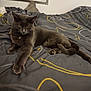 Smookie a rejoint le concours — aidez-le/la à gagner de superbes lots ! animal, bed, bedding, cat, cozy, cute, domestic, feline, fur, grey_cat, indoor, mammal, modern, pet, portrait, relaxing, resting, sleepy, window, yellow_pattern