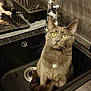 Smookie a rejoint le concours — aidez-le/la à gagner de superbes lots ! animal, cat, cleaning_sponge, countertop, curious, domestic_cat, domestic_life, drain, feline, gray_cat, household, indoor, kitchen, looking_up, pet, sink, tail, water_faucet, whiskers, yellow_eyes