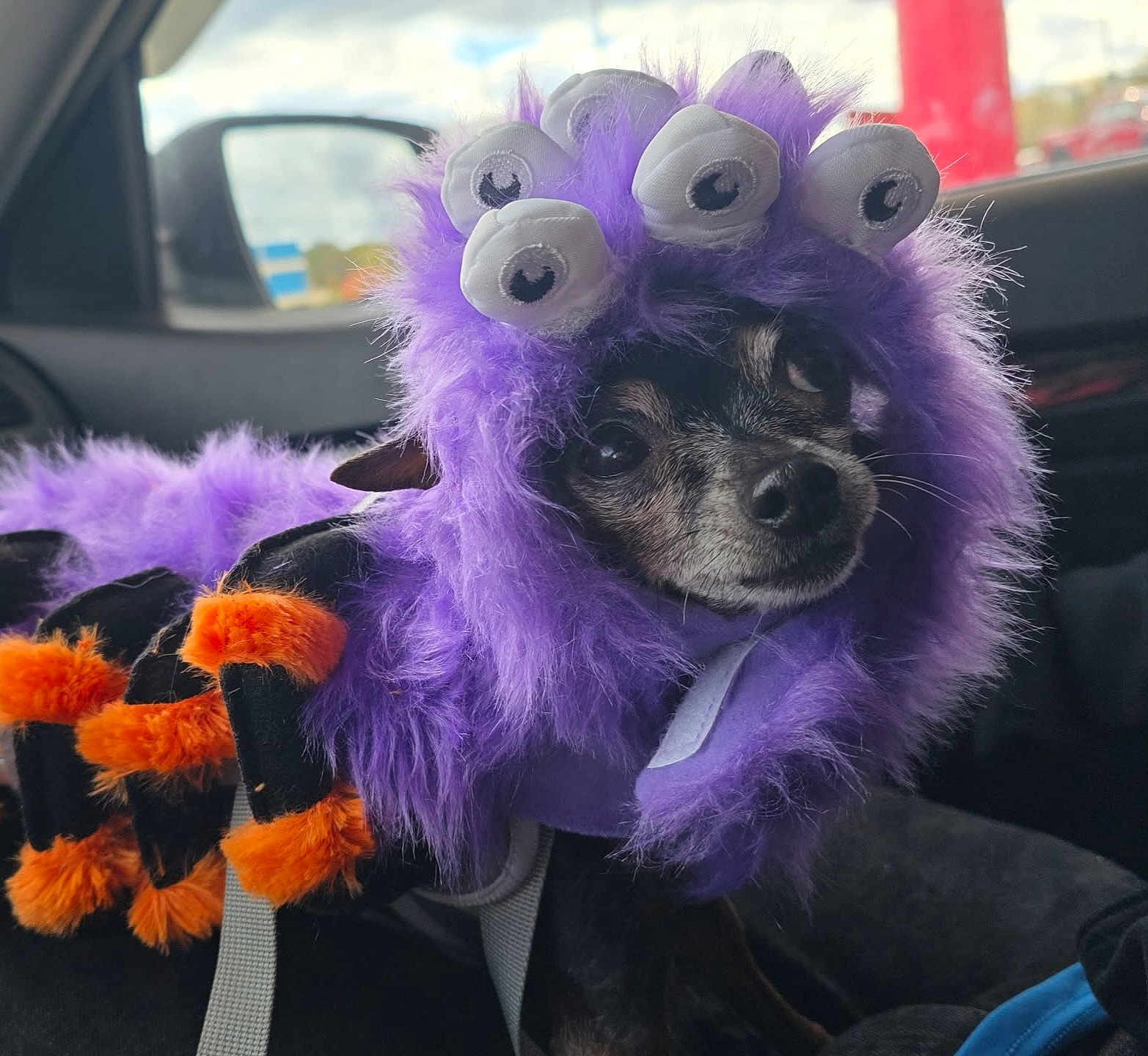 Shiva is registered to the contest to win money with this photo: dog, costume, purple, monster, googly_eyes, fluffy, pet, car_interior, seat, orange, furry, cute, small_dog, animal, sitting, face, pet_clothing, funny, indoor, window