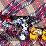 Shiva is registered to the contest to win money with this photo: dog, small_dog, wheelchair, costume, devil_horns, plaid_blanket, pumpkins, fall, autumn, decor, pet, animal, outdoor, wheelchair_pet, black_dog, cute, holiday, festive, wheel, canine