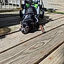 Shiva is registered to the contest to win money with this photo: dog, wheelchair, wooden_deck, sunlight, outdoor, pet, canine, mobility_aid, animal, resting, black_dog, small_dog, daylight, shadows, fence, house, nature, veterinary, compassion, recovery
