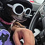 accessory, black, car_interior, casual, closeup, clothing, dog, fashion, hand, hat, person, pet, portrait, purple, relaxed, road_trip, seat, steering_wheel, sunglasses, vehicle