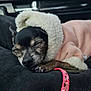 dog, sleeping, small_dog, clothing, jacket, hood, leash, pink, black_fur, car_interior, resting, cozy, pet, close_up, paw, cute, animal, nap, warm, furry