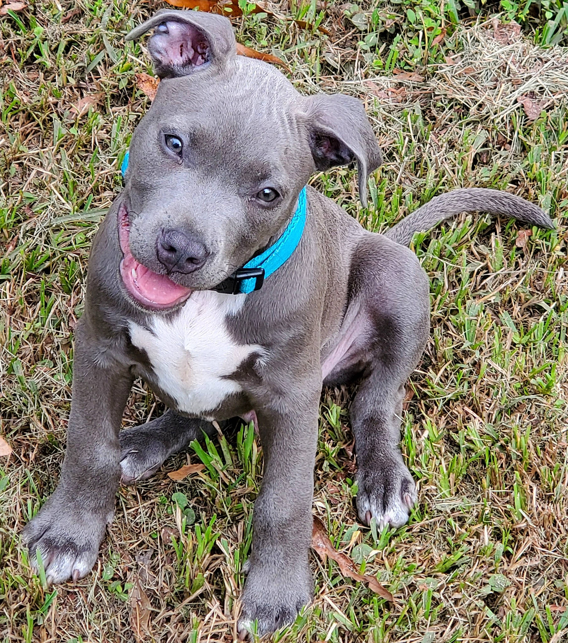 Blue is registered to the contest to win money with this photo: adventure, american_pit_bull_terrier, american_staffordshire_terrier, canidae, carnivore, dog, dog_breed, fawn, grass, mammal, molosser, non_sporting_group, pit_bull, puppy, rare_breed_dog, snout, sporting_group, staffordshire_bull_terrier, terrier, vertebrate