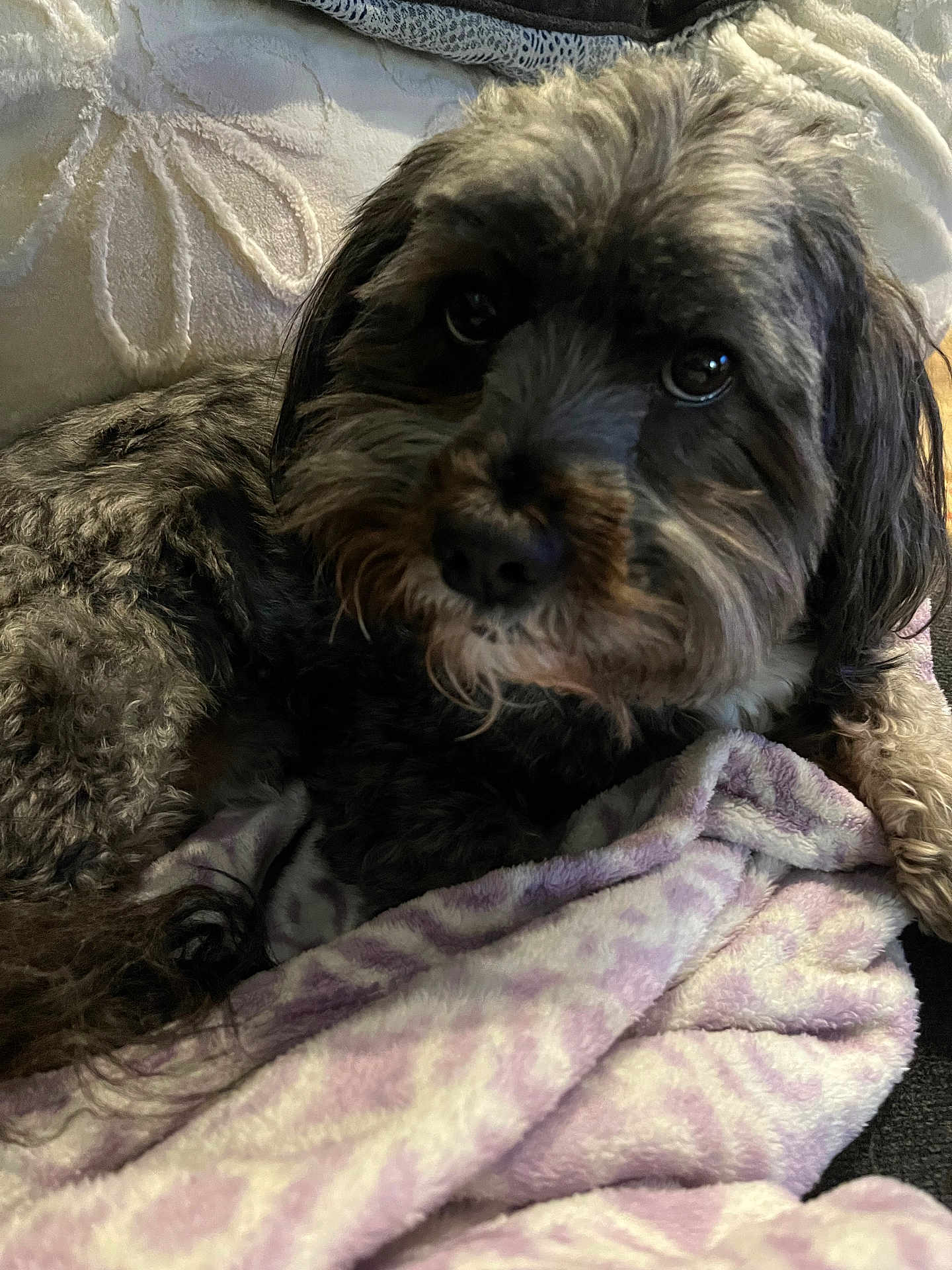 Cody joined the competition — help win amazing prizes! dog, pet, blanket, cushion, cozy, fur, animal, indoor, cute, portrait, resting, soft, companion, domestic_animal, snuggle, relax, face, closeup, cute_pet, fur_texture