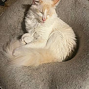 Casper is registered to the contest to win money with this photo: cat, fluffy, sleeping, pet_bed, cozy, indoor, cream_colored, fur, curled_up, peaceful, animal, mammal, domestic, resting, cute, soft, relaxed, whiskers, tail, feline