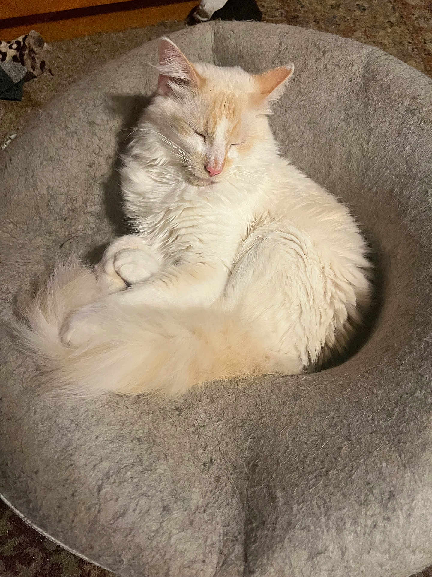 Casper is registered to the contest to win money with this photo: cat, fluffy, sleeping, pet_bed, cozy, indoor, cream_colored, fur, curled_up, peaceful, animal, mammal, domestic, resting, cute, soft, relaxed, whiskers, tail, feline
