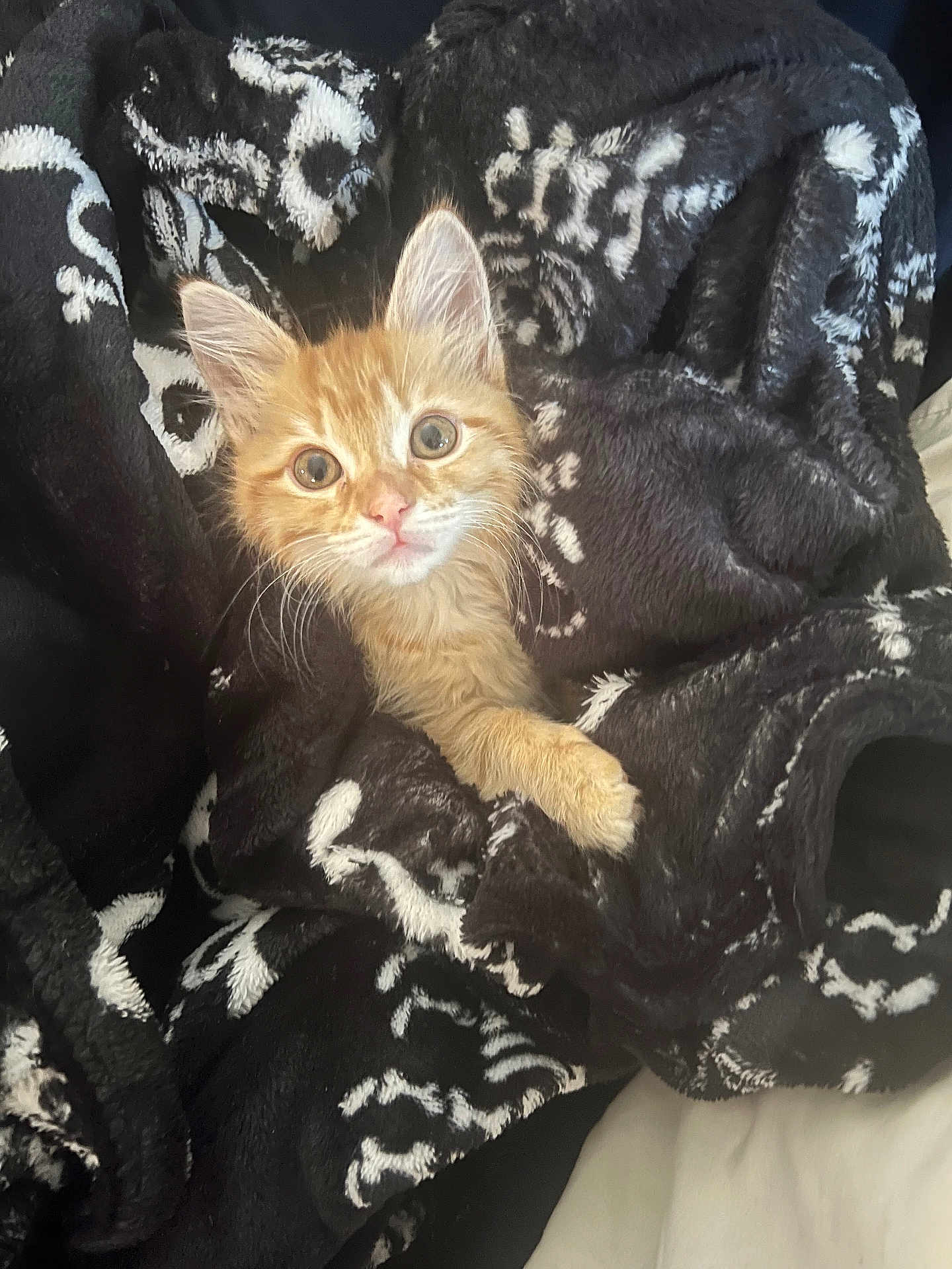 Cinna joined the competition — help win amazing prizes! kitten, orange_cat, blanket, cozy, pet, animal, fur, cute, whiskers, paw, indoor, resting, soft, young, curious, domestic_cat, sleepy, warm, feline, comfort
