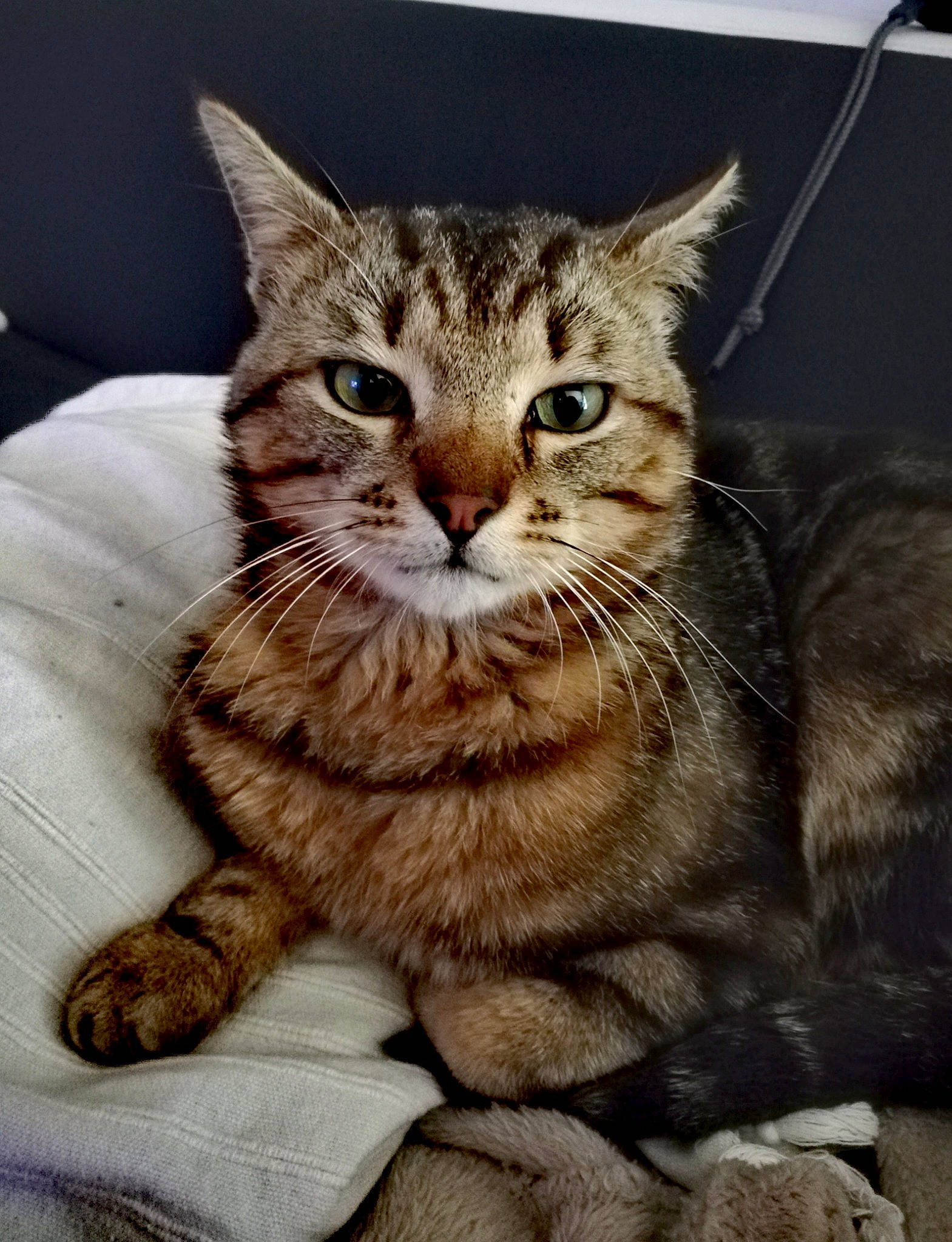 Titeuf a rejoint le concours — aidez-le/la à gagner de superbes lots ! aegean_cat, american_bobtail, american_shorthair, american_wirehair, asian, california_spangled, carnivore, cat, domestic_short_haired_cat, dragon_li, european_shorthair, felidae, kitten, mammal, pixie_bob, small_to_medium_sized_cats, tabby_cat, vertebrate, whiskers, wild_cat