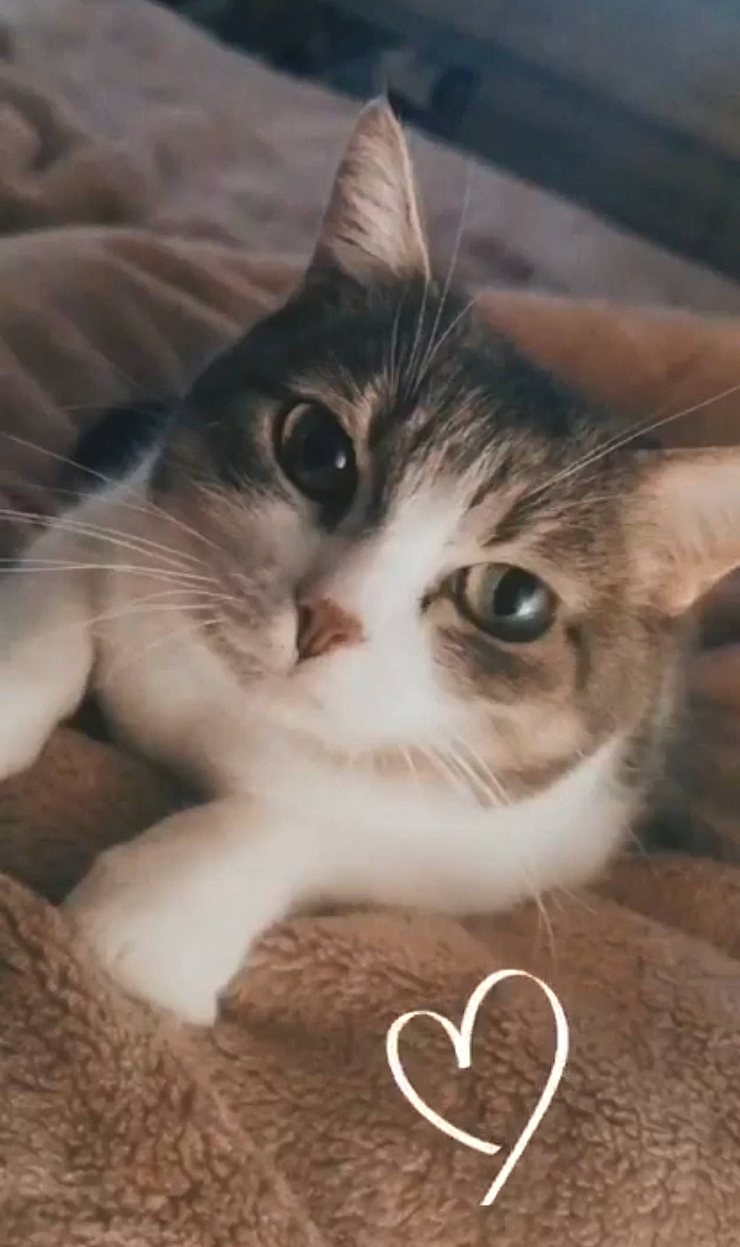 Minoucha a rejoint le concours — aidez-le/la à gagner de superbes lots ! carnivore, cat, claw, close_up, cloud, darkness, domestic_short_haired_cat, ear, fawn, felidae, fur, love, nose, paw, photo_caption, sky, small_to_medium_sized_cats, snout, tail, whiskers