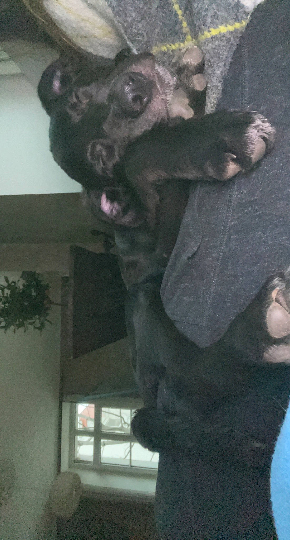 Tito a rejoint le concours — aidez-le/la à gagner de superbes lots ! art, canidae, carnivore, companion_dog, dog, dog_breed, felidae, fur, gesture, grey, guard_dog, jaw, sculpture, snout, sporting_group, tail, terrestrial_animal, whiskers, window, working_animal