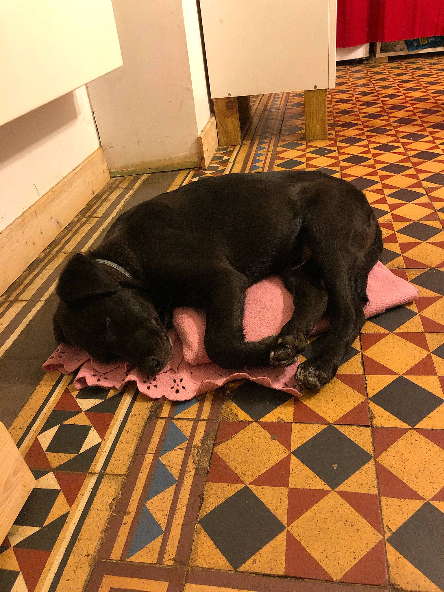 Tito participe au concours pour gagner de l'argent avec cette photo : carnivore, comfort, companion_dog, dog, dog_breed, fawn, floor, flooring, foot, hardwood, human_leg, laminate_flooring, mammal, snout, tail, terrestrial_animal, tints_and_shades, wood, wood_flooring, working_animal