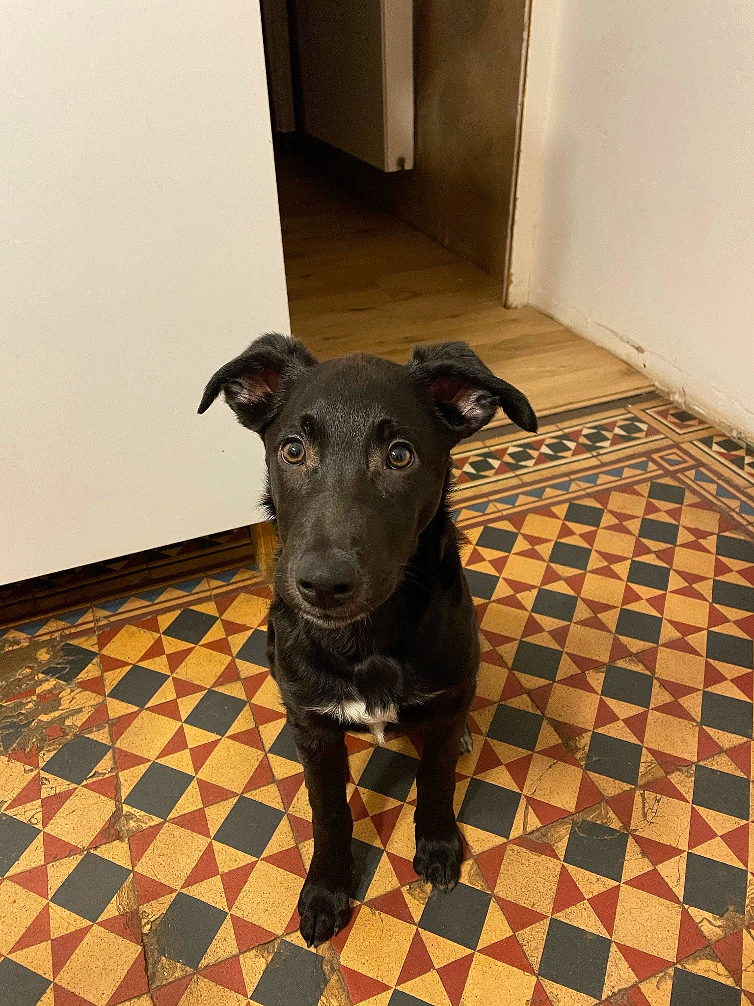 Tito a rejoint le concours — aidez-le/la à gagner de superbes lots ! borador, canidae, carnivore, collar, companion_dog, dog, dog_breed, dog_collar, dog_supply, door, fawn, floor, flooring, pet_supply, sighthound, tail, terrestrial_animal, whiskers, wood, working_animal