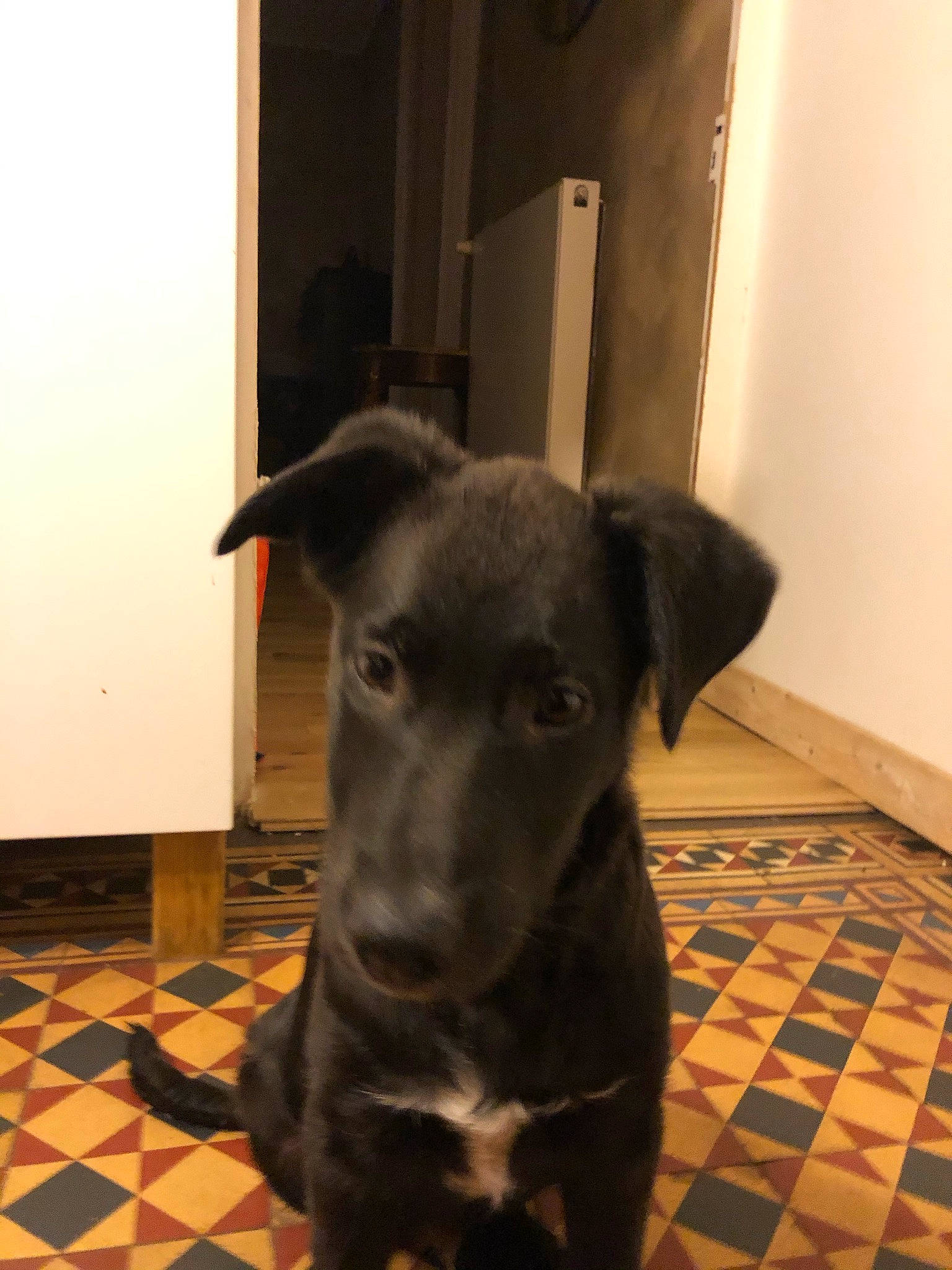 Tito a rejoint le concours — aidez-le/la à gagner de superbes lots ! borador, carnivore, companion_dog, dog, dog_breed, floor, flooring, fur, guard_dog, hardwood, non_sporting_group, tail, terrestrial_animal, toy_dog, whiskers, working_animal