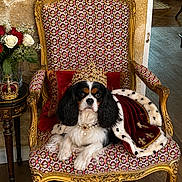 Tsuki a rejoint le concours — aidez-le/la à gagner de superbes lots ! dog, cavalier_king_charles_spaniel, pet, crown, royal, throne, ornate_chair, cape, necklace, jewelry, portrait, sitting, indoor, flowers, roses, furniture, golden, luxury, costume, palace