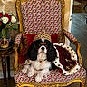 dog, cavalier_king_charles_spaniel, pet, crown, royal, throne, ornate_chair, cape, necklace, jewelry, portrait, sitting, indoor, flowers, roses, furniture, golden, luxury, costume, palace