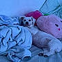 Scarlett joined the competition — help win amazing prizes! dog, white_dog, bed, blanket, plush_pillow, pink_pillow, cozy, indoor, pet, cute, tongue_out, relaxed, fur, animal, sleepy, soft_texture, resting, comfort, home, cushion