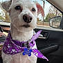 Scarlett joined the competition — help win amazing prizes! dog, white_dog, pet, bandana, purple_bandana, car_interior, car_door, car_window, seat, collar, tag, daylight, outdoor_view, trees, animal, cute, fur, sitting, looking_away, closeup
