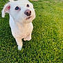 dog, white_dog, grass, outdoor, pet, animal, cute, fur, canine, playing, green_grass, looking_up, ears, tail, daylight, nature, mammal, friendly, adorable, small_dog