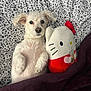 dog, white_dog, plush_toy, hello_kitty, bed, blanket, patterned_bedsheet, cute, cozy, pet, snuggled, lying_down, indoor, fur, toy, relaxed, animal, soft_texture, small_dog, resting