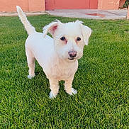 Scarlett joined the competition — help win amazing prizes! dog, white_dog, grass, lawn, outdoor, pet, animal, curious, small_dog, ears, tail, green_grass, yard, sunlight, cute, canine, walking, fur, domestic_animal, playful