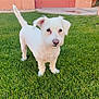 dog, white_dog, grass, lawn, outdoor, pet, animal, curious, small_dog, ears, tail, green_grass, yard, sunlight, cute, canine, walking, fur, domestic_animal, playful