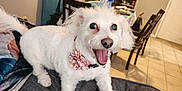 Scarlett joined the competition — help win amazing prizes! dog, white_dog, pet, fluffy, happy, smiling, indoor, couch, living_room, curtain, table, chair, floor_tiles, collar, flower_collar, home, animal, canine, fur, tongue
