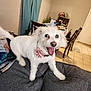 dog, white_dog, pet, fluffy, happy, smiling, indoor, couch, living_room, curtain, table, chair, floor_tiles, collar, flower_collar, home, animal, canine, fur, tongue