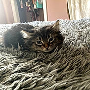 Eevee joined the competition — help win amazing prizes! kitten, cat, furry, sleepy, bedroom, blanket, soft, gray, pet, indoor, cozy, cute, animal, resting, closeup, young, comfort, fur, whiskers, ears