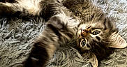 Eevee joined the competition — help win amazing prizes! cat, tabby, fluffy, paw, fur, pet, animal, playful, curious, indoor, texture, rug, gray, whiskers, close_up, lying_down, cozy, cute, feline, relaxed