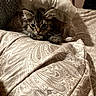 Eevee joined the competition — help win amazing prizes! kitten, cat, bed, pillow, paisley_pattern, blanket, indoor, cozy, fur, pet, animal, resting, cute, curious, mischievous, feline, young, soft_lighting, texture, home