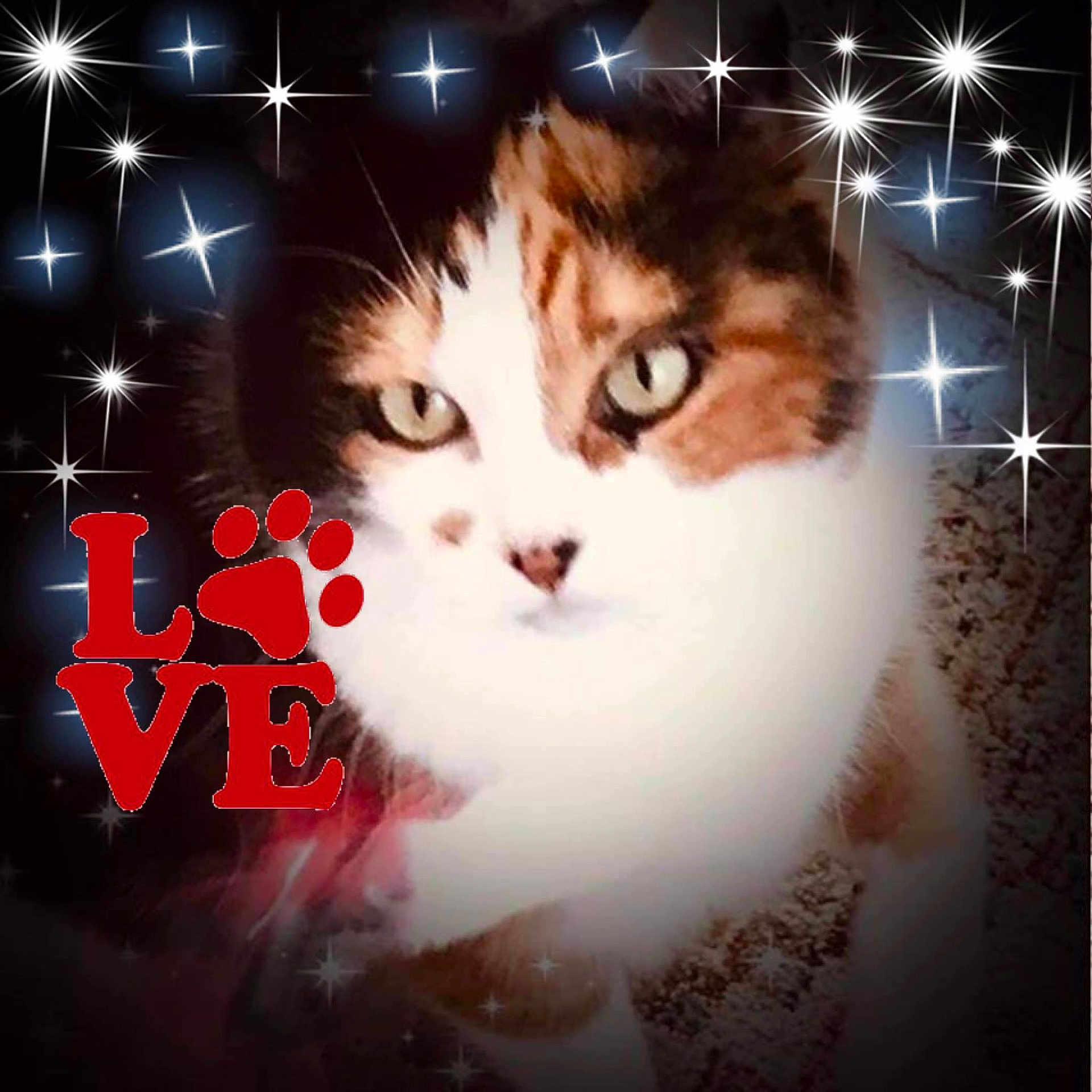Gracie Girl joined the competition — help win amazing prizes! carnivore, cat, felidae, fur, kitten, love, night, photo_caption, sky, small_to_medium_sized_cats, smile, square, whiskers