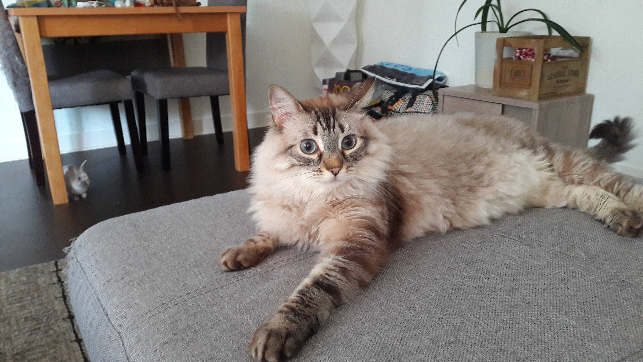 Malo a rejoint le concours — aidez-le/la à gagner de superbes lots ! american_curl, asian, asian_semi_longhair, british_semi_longhair, carnivore, cat, cymric, domestic_long_haired_cat, european_shorthair, felidae, kitten, mammal, norwegian_forest_cat, ragamuffin, ragdoll, siberian, small_to_medium_sized_cats, somali, vertebrate, whiskers