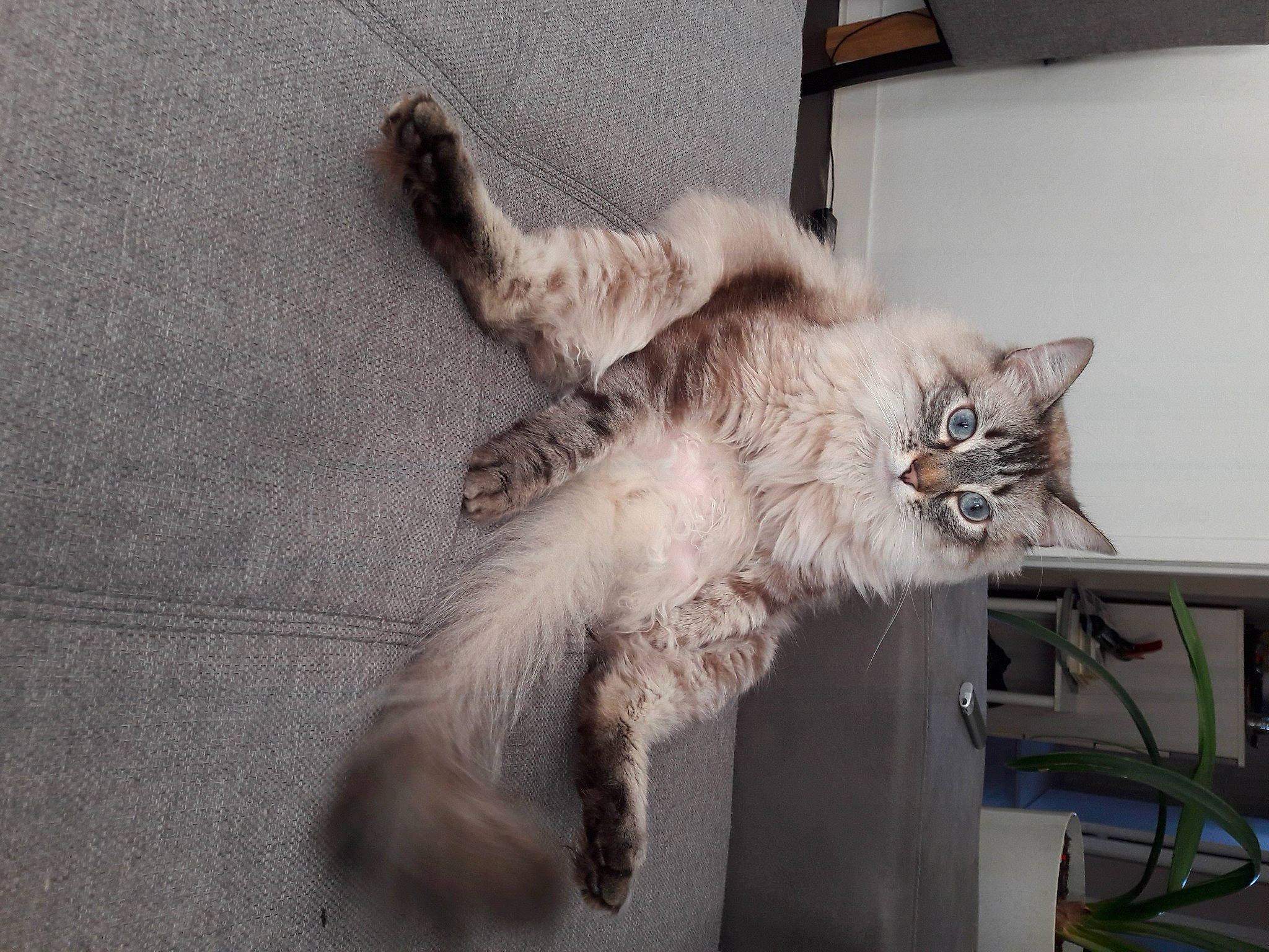 Malo a rejoint le concours — aidez-le/la à gagner de superbes lots ! american_curl, asian, asian_semi_longhair, balinese, british_longhair, british_semi_longhair, carnivore, cat, claw, domestic_long_haired_cat, felidae, mammal, norwegian_forest_cat, polydactyl_cat, ragamuffin, ragdoll, siberian, small_to_medium_sized_cats, tail, whiskers