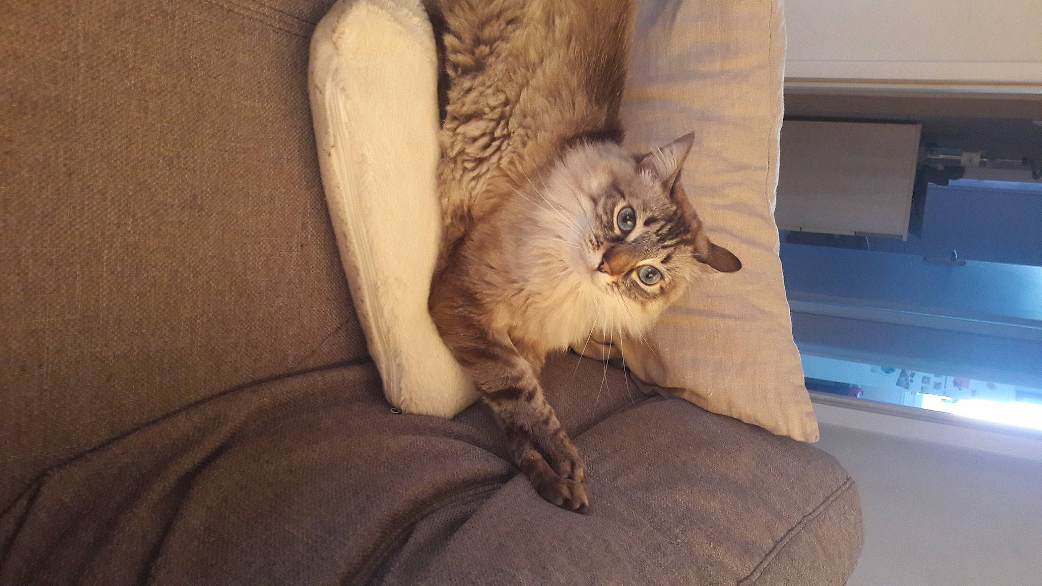 Malo participe au concours pour gagner de l'argent avec cette photo : asian, carnivore, cat, claw, domestic_long_haired_cat, fawn, felidae, fur, kitten, mammal, norwegian_forest_cat, small_to_medium_sized_cats, somali, tail, whiskers