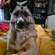 Murphy is registered to the contest to win money with this photo: dog, pet, indoor, blanket, yellow, furniture, posters, shelf, room, fur, portrait, canine, eyes, relaxed, cozy, home, decor, colorful, animal, mammal