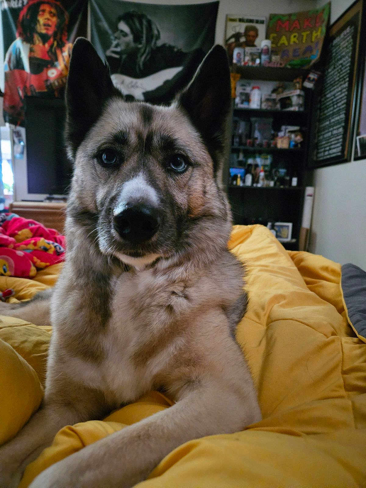 Murphy is registered to the contest to win money with this photo: dog, pet, indoor, blanket, yellow, furniture, posters, shelf, room, fur, portrait, canine, eyes, relaxed, cozy, home, decor, colorful, animal, mammal